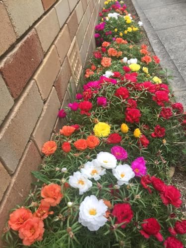 Image of live plants (PORTULACA FLOWER PLANT)