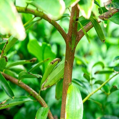 New Fresh 40pcs Green Cinnamon Plant Seeds