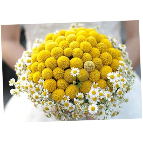 30 tallos de flor seca Craspedia amarilla natural LIFKOME miniatura 3