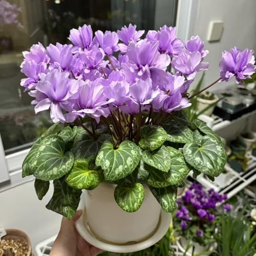 alpenveilchen winterhart samen topfpflanzen Deko Blumensamen Seltene Pflanzenserie, Garten pflanze Draußen, pflanzensamen bienenfreundliche Blumen, indoor garden Bodendecker 200pcs alpenveilchen winterhart samen topfpflanzen Deko Blumensamen Seltene Pflanzenserie, Garten pflanze Draußen, pflanzensamen bienenfreundliche Blumen, indoor garden Bodendecker 200pcs