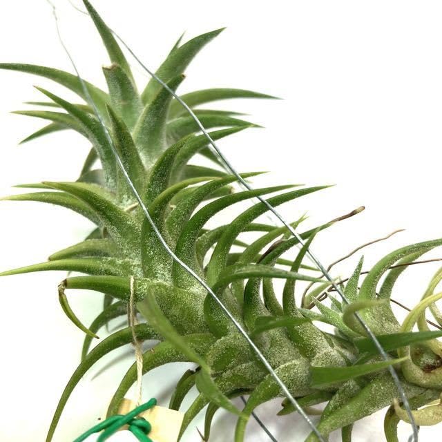 Amazon.co.jp: (現品) チランジア イオナンタ バンハイニンギー 斑入り