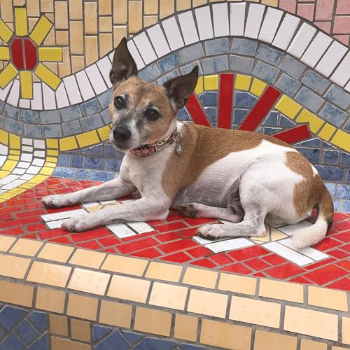 Jimmy und Katz Hundehalsband Edelweiß rot 26-40cm x 2cm