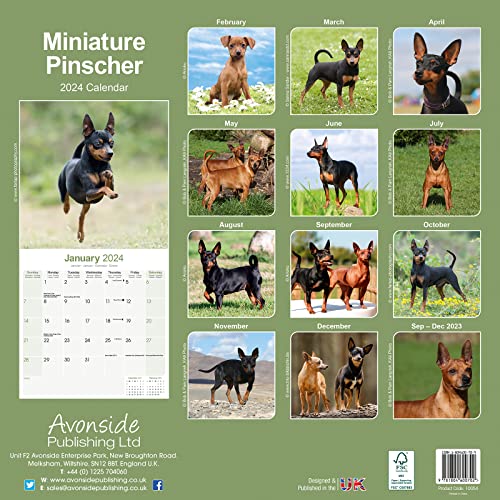 Miniature Pinscher Calendar 2024 - Image 2