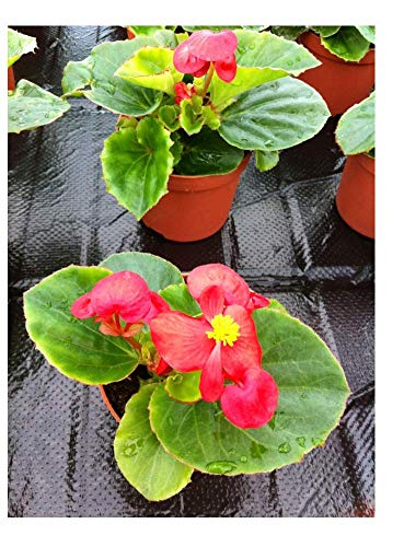 PREMIER SEEDS DIRECT - Begonia SEMPERFLORENS - Heaven RED F1-80 Pills/PELLETS