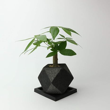 Amazon Chokotto チョコット 土を使わない観葉植物 棒サンセベリア ポリゴン M 黒 多孔質のソフトセラミックを使った軽い観葉植物 用植木鉢 気軽に置けてどこでも緑化 暮らしにグリーンを 観葉植物 オンライン通販