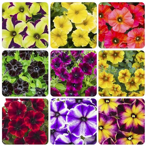 300+ Annual Petunia Superstar Flower Seeds - Petunia Flower Seeds, Flowering Plants for Home Garden Outdoor Planting and Cultivation