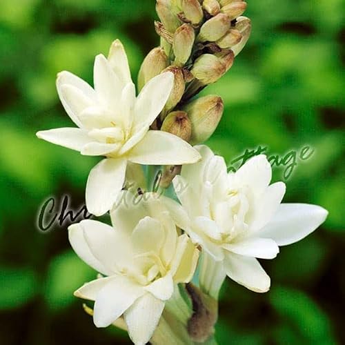 Blue Magic Design Fragrant Polianthes Tuberosa The Pearl Summer Gardening Bulb Corms Perennial White Flower Plant [1 Bulb]