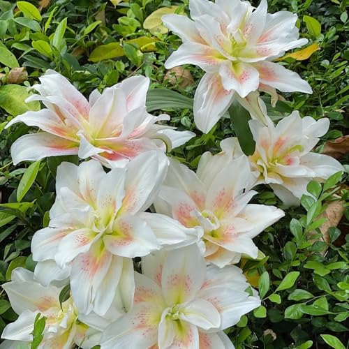 Otoño lirio - Conjunto de Bulbos de lirios para Plantación en Temporada Fría, Floración Vibrante