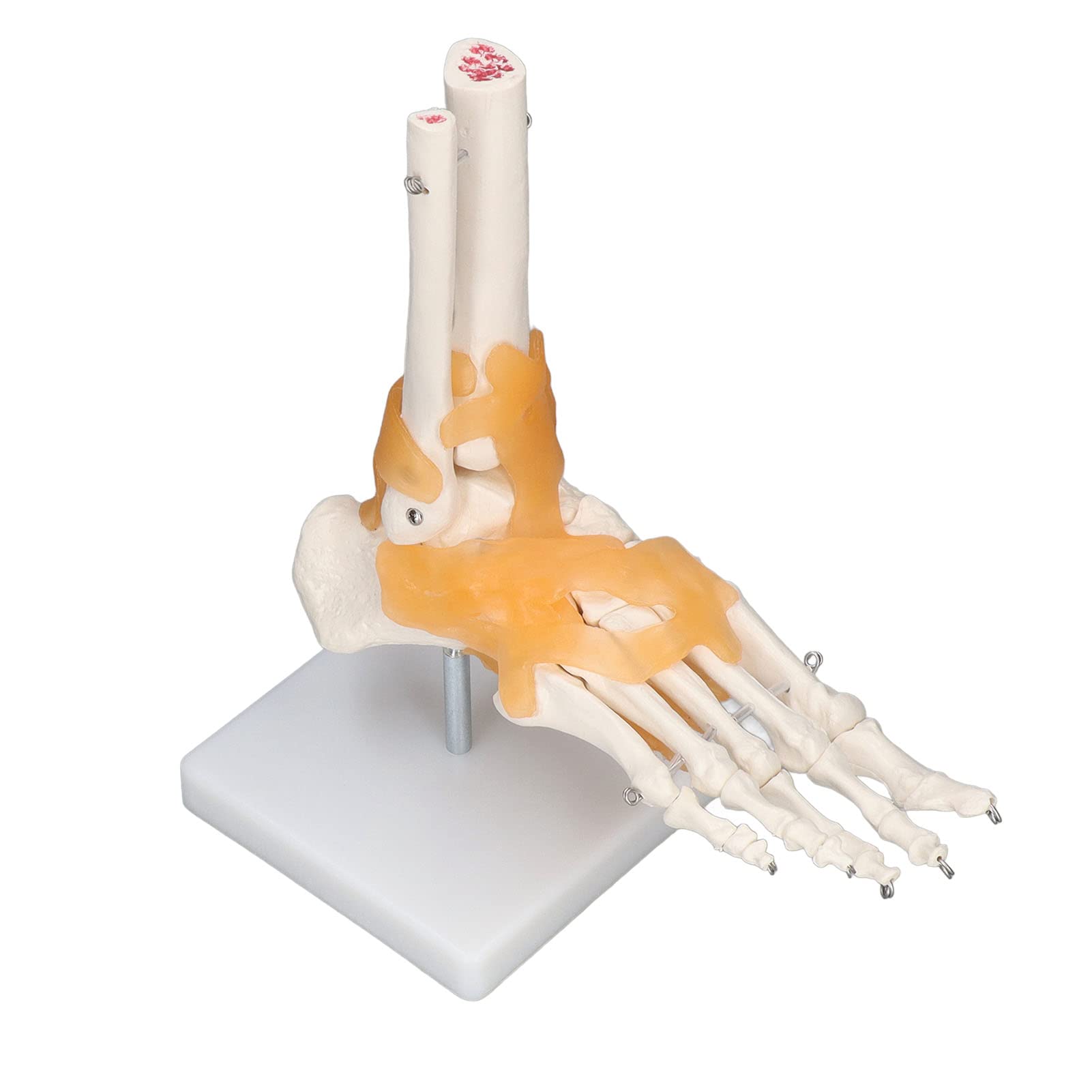 Human Foot Model Anatomical Ankle Skeleton Bones with Ligament Life Size Human Skeleton Model for Medical Study & Science Classroom