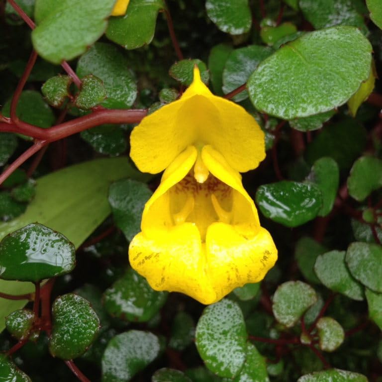 Ashokavanam Yellow Creeping Jenny (Impatiens repens) Plant (B0CJK2HS2M) Amazon Price History, Amazon Price Tracker
