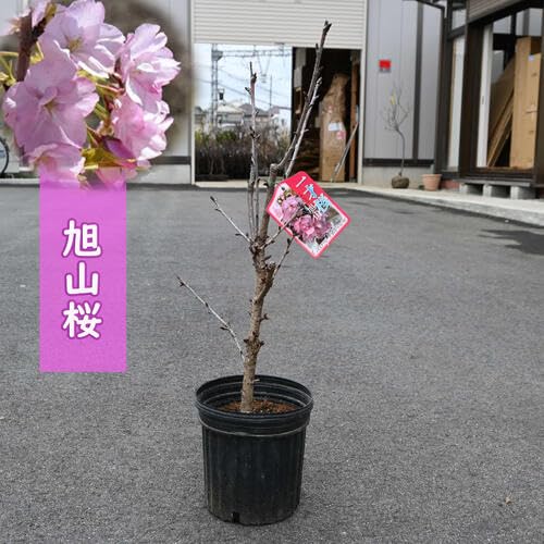 サクラ 日産の軽EV『サクラ』がマイナーチェンジ、新色「水面乃桜」追加し今夏