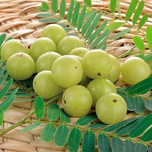 See full amazon price history chart for Mphmi Amla (Big Anola Fruit,Amlaki Grown amalaka Indian gooseberry through) - Plant Mphmi Amla (Big Anola Fruit,Amlaki Grown amalaka Indian gooseberry through) - Plant (B096WCDY2F) Amazon Price History, Amazon Price Tracker