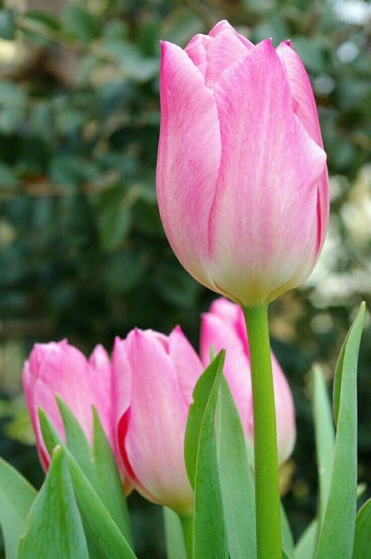 RADHA KRISHNA AGRICULTURE® Tulip Lily Flower Bulbs pink shade Tulip