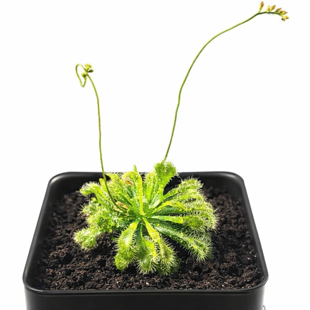 Amazon.com : Live Spoon-leaved Sundew Plant. Adult Size, Drosera Spatulata,  Carnivorous Plant, 30 Days Guarantee : Patio, Lawn & Garden