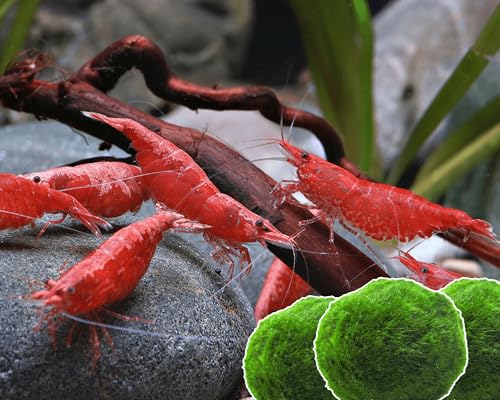 Garnelen 15x Neocaridina Set + 3X Mooskugel - Farbige Ziergarnelen für Leitungswasser - Pflegeleicht & vermehrungsfreudig - Mit Cladophora Algenkugeln als Filter & Versteck im Aquarium