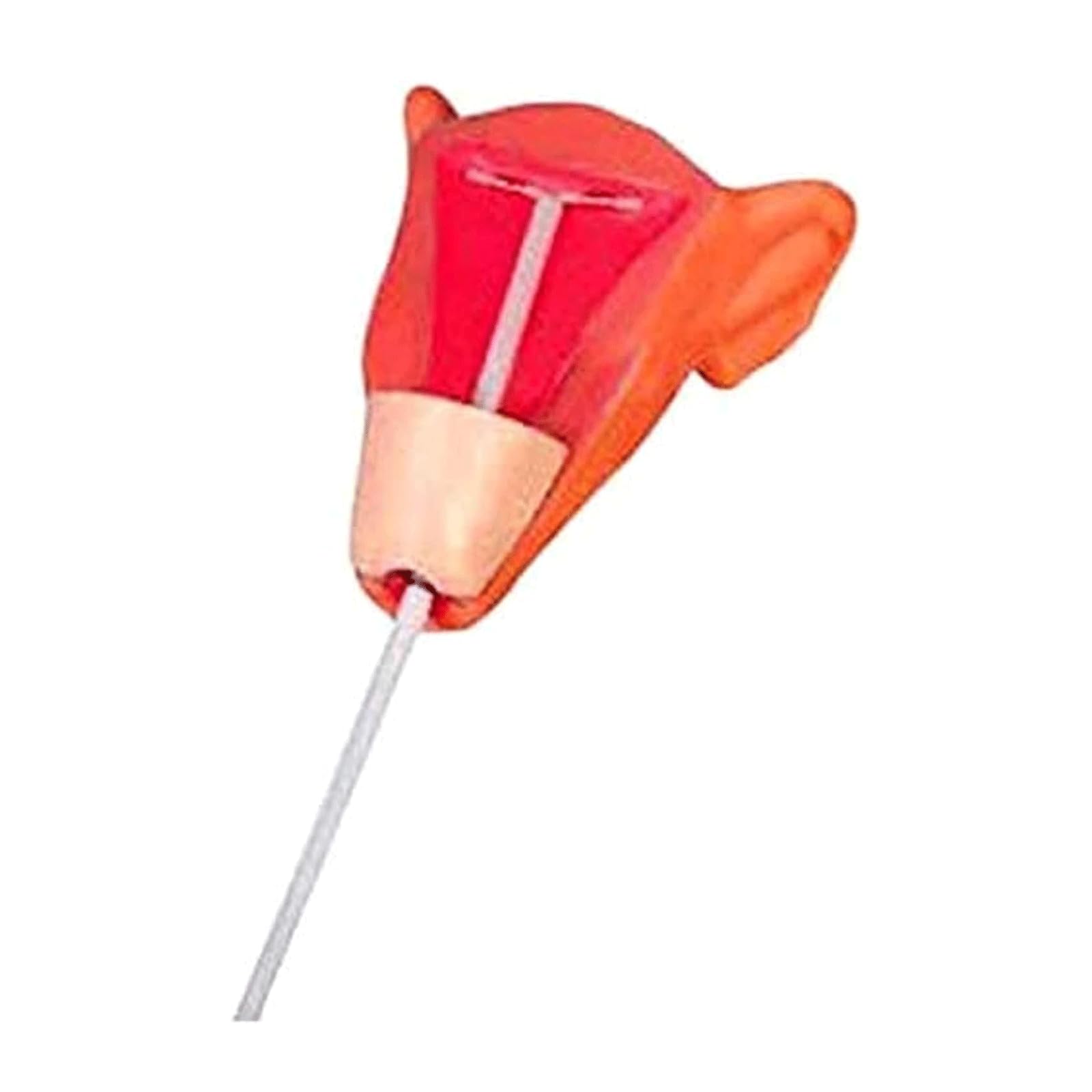 OUFEIJIA Intra Uterine Women Gynecology Training Model, Ovarian Pathology Uterus Model PVC Material for School Teaching Demonstration, Medical Research Model