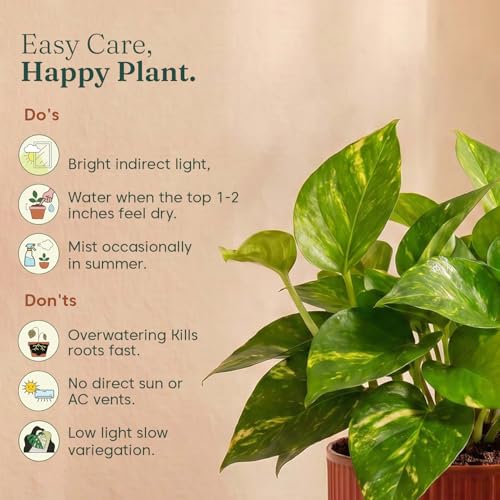 Image of Kyari Good Luck Money Variegated Live Plant with Red Brick Self Watering Pot 4 Inch - Money Plant Indoor Live Plant with Pot for Home, Living Room - Lucky Vastu Air Purifying Plant