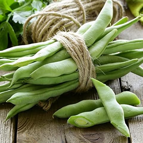 Seedville 50 Roma Italian Green Bean Phaseolus Vulgaris Vegetable Seeds Cover
