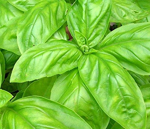Basil, Sweet Seed- 50 Seeds, Great All Around Basil, Makes Excellent Pesto. Grow Your Own Fragrant & Flavorful Culinary Herb Garden