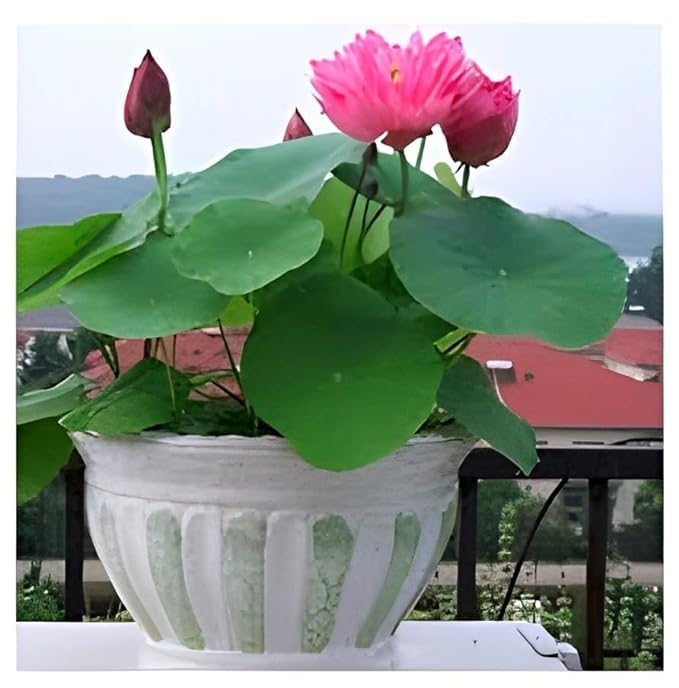All Season Organic"LIANG LI MICRO LOTUS" Water Lily TUBER Aquatic Plants Flower Easyle from tuber Planting Pond, Indoor Outdoor Decor can grow in Small (B0CW6K6X3K) Amazon Price History, Amazon Price Tracker