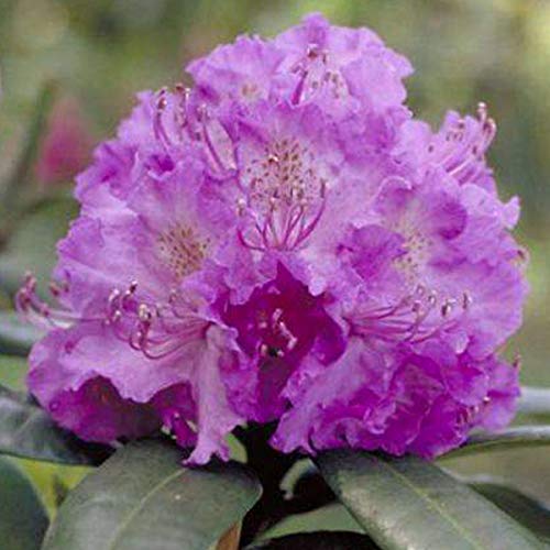 Rhododendron 'Alfred' 40-50 cm en conteneur