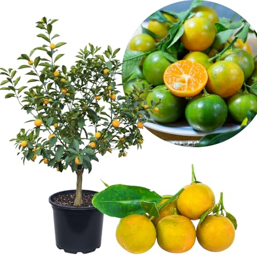 Calamansi Tree Live Calamondin Citrus Fruit Plant in 5 Gallon Pot Large Calamansi Kalamansi Tree for Planting Patio Garden