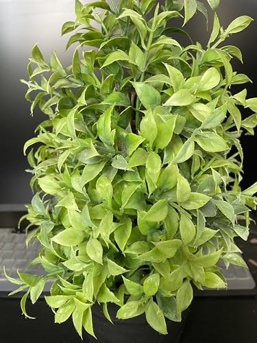 Image of Artificial Realistic Green Leaves Bonsai Potted Plant for Home Office Kitchen Living Room Hotel Restorent Table Corner Center Piece | Natural Look | Show Piece | 36 cm