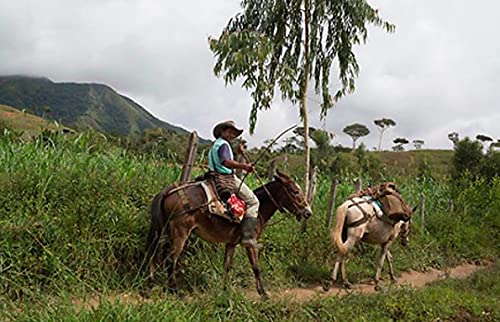 Miniatura 9 de Hudson Roasters Fair Trade Guatemala Premium - Café en grano entero, tostado medio, bolsa de 12 onzas