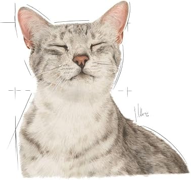 Royal Canin Sensory Feel Gravy 85 Grx12 Canned Cats