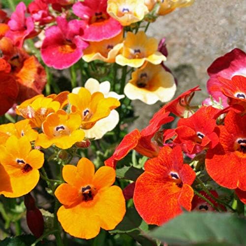 Nemesia Carnival Mix Flores anuales ornamentales de interior para plantar