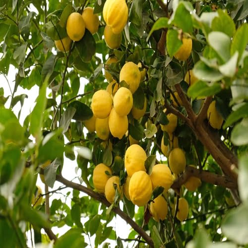 50pcs Lemon Tree Seeds
