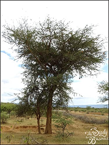 Faidherbia Albida - Apple-Ring Acacia - 20 Seeds For Planting #TOP1