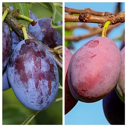Duo Pflaume Hauszwetsche u. Königin Viktoria 2 Sorten Pflaumenbaum 10 Liter Topf Unterlage St. Julien A
