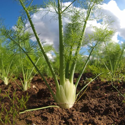 semillas de bulbo hinojo, viejo jardín culinarias balcón invernaderos regalos 300pcs