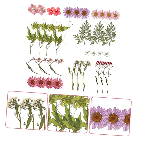 Flores secas naturales para manualidades DIY miniatura 2