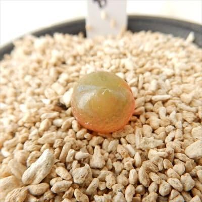 Amazon Abコノフィツム ブルゲリ 現品販売 02 18 多肉植物 2 5号ポット メセン 観葉植物 オンライン通販