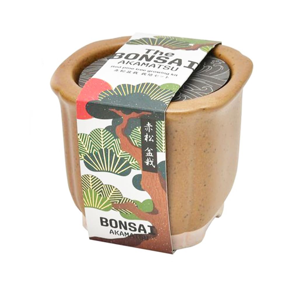Amazon.co.jp: 栽培セット The BONSAI 赤松【盆栽栽培キット/1個