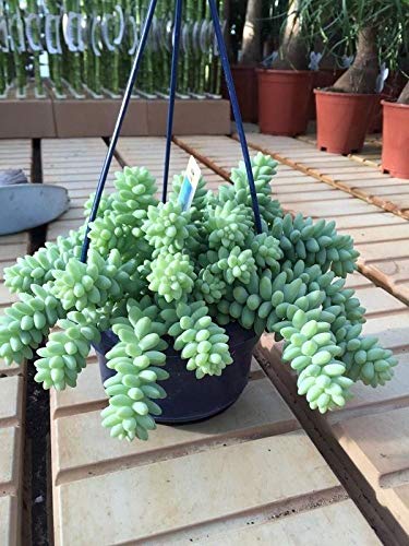 Plants Point - Graptosedum 'Cesar' Indoor Outdoor Live Colorful Plant Succulent with Pot