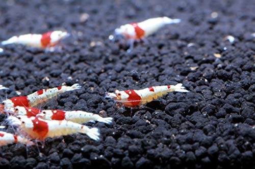 Crystal Red Shrimp SS Grade Live Freshwater Aquarium Shrimp - 1/4 to 1/2 inch Long (5 Shrimp)