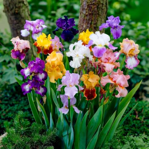 Bulbi Fiori Perenni da Esterno - 5 Radici di Iris Germanica - Mix di 5 varietà - Grandi piante - Piante e Fiori Esclusivi dall'Olanda - per giardino, vasi e balcone (non semi, non artificiali)