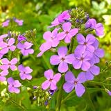 TomorrowSeeds - Dame's Rocket Seeds - 1000+ Count - for 2026 Planting Hesperis Matronalis Wildflower Damask Violet Sweet-Scent Biennial Perennial Flower Grow Your Own Home Farm Patio Healthy