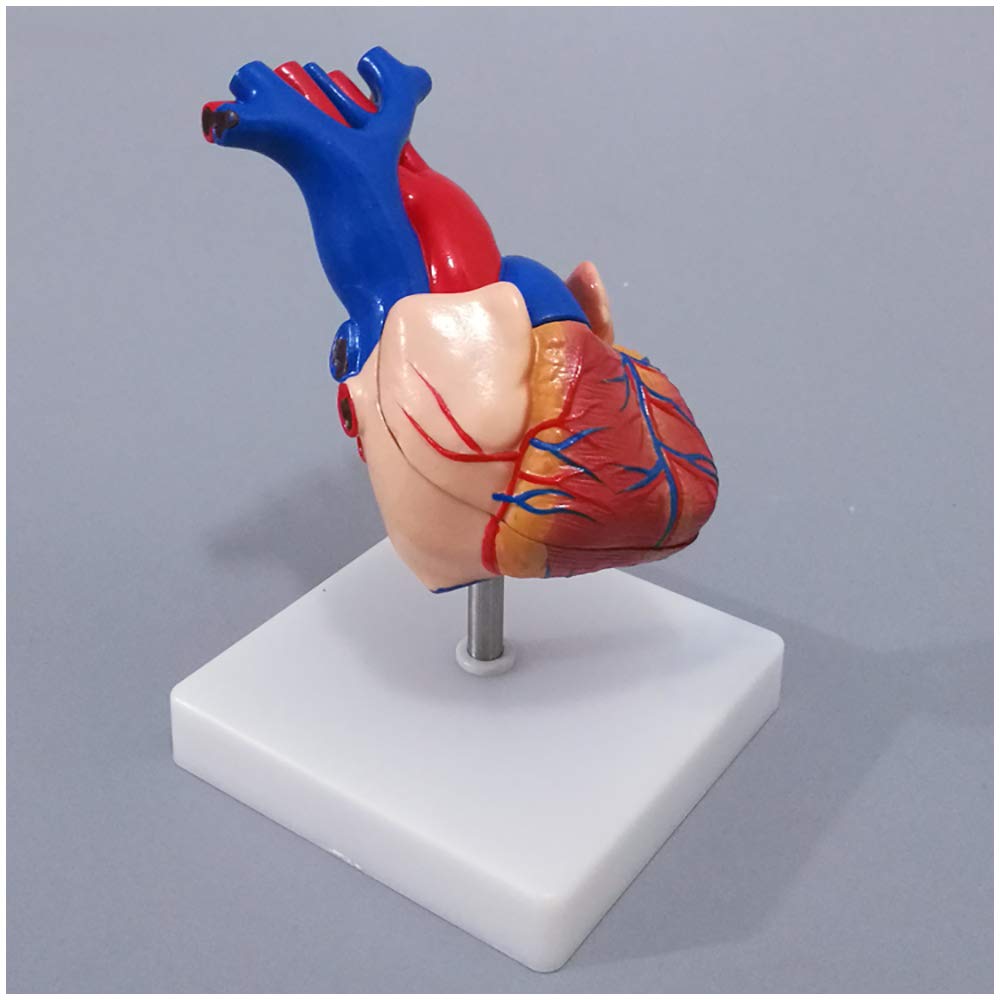 Sjdopulse Human Anatomical Heart Model - Human Organ Anatomical Model Heart Model - Detachable 2 Parts Science Anatomy Heart Model - For Study Display Teaching Medical Model