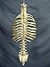 Skeleton Spine and Rib Cage- Life-Size- 2nd Class