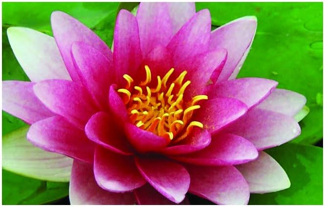 Rembrandt Water Lily - Live Water Plant Aquatic Pond Lake Marginal - Loose