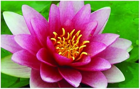 Image Nymphaea Rembrandt Water Lily - Medium Water Lily - Potted - Fish or Wildlife Pond and bog Aquatic Plants