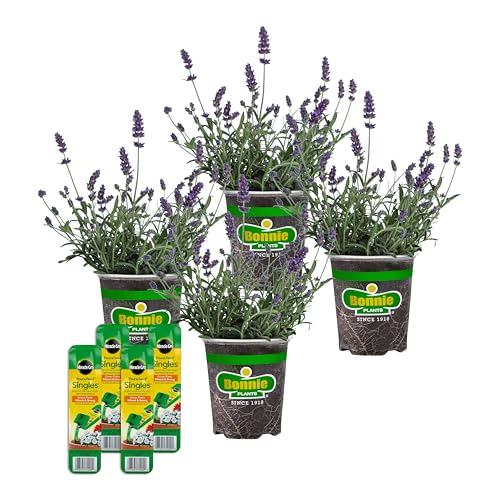 Bonnie Plants Lavender, Live Plants, with Miracle-Gro Pour & Feed