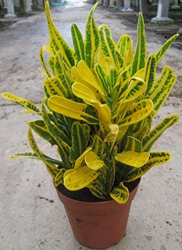 Plants Point Live Croton Decorative Leaves Plant - 1 Indoor-Outdoor Healthy Plant - Pack in Pot (B081P21H6X) Amazon Price History, Amazon Price Tracker