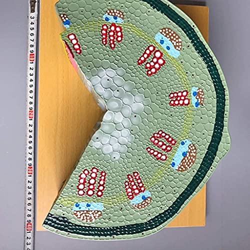 Montage, Pädagogisches Modell, Pflanzenanatomiemodell, Sonnenblume, Zweikeimblättrige Stielstruktur, Vertikaler Querschnitt, Zellorganisation, Biologie, Wissenschaftsmodell
