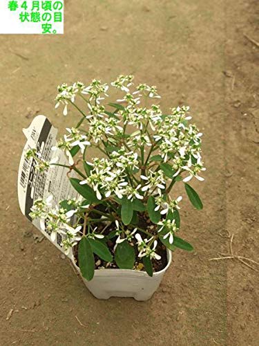 ユーフォルビア ダイアモンドスター 花壇に地植えした1年間の成長記録 フロスト スノー との違いも紹介 パパの手間いらず庭づくり ユーフォルビア ダイアモンドスター 花壇に地植えした1年間の成長記録 フロスト スノー との違いも紹介 パパの手間いらず庭づくり