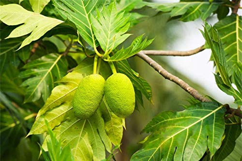 Creative Farmer Live Vegetable Plant Bread Fruit Exotic Hybrid Milky White Flesh Rare Garden Plant(1 Healthy Live Plant) (B07SVLG52Z) Amazon Price History, Amazon Price Tracker